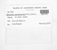 Clavaria amethystina image